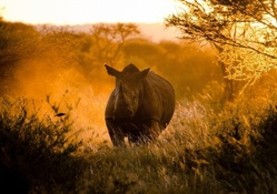 Rhino in Morning Light