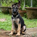 sitting German shepherd pup