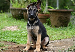 sitting German shepherd pup