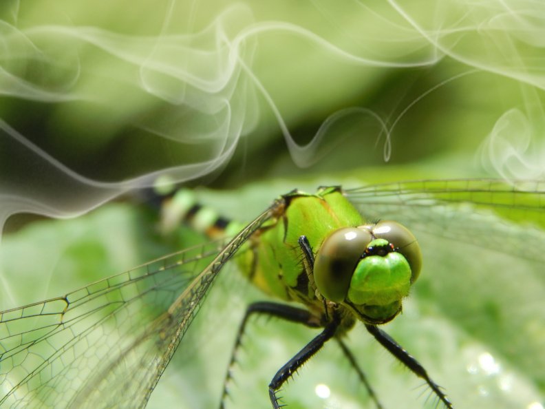 smoking_dragonfly.jpg
