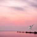 seabird in a pink sea world