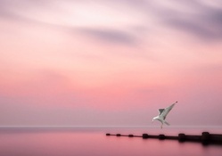 seabird in a pink sea world