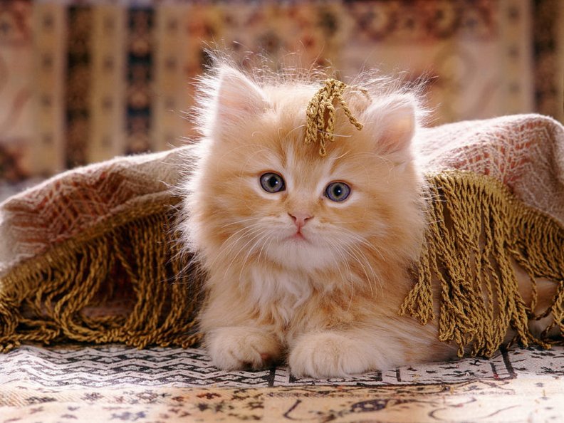 Red persian cross kitten