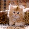 Red persian cross kitten
