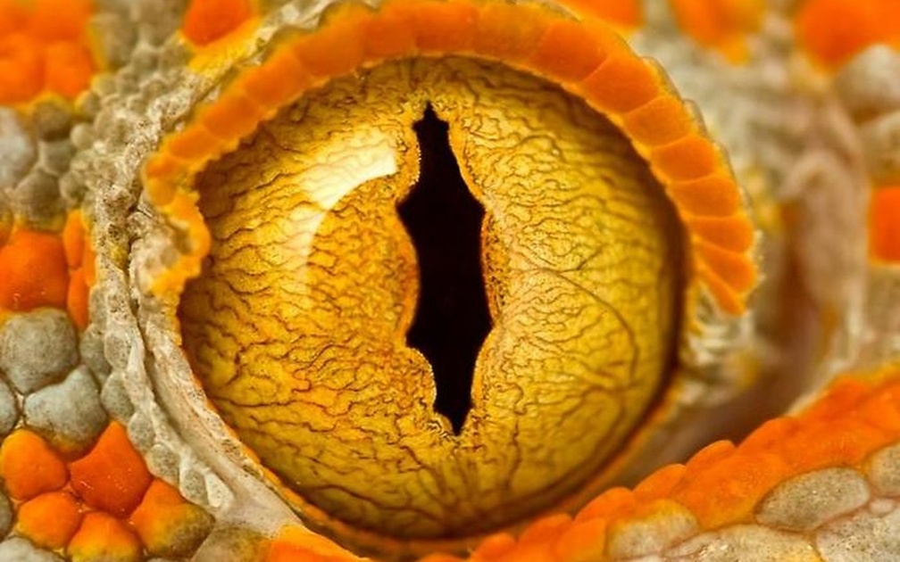 Reptile eye