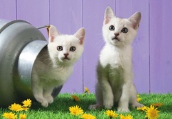White kittens