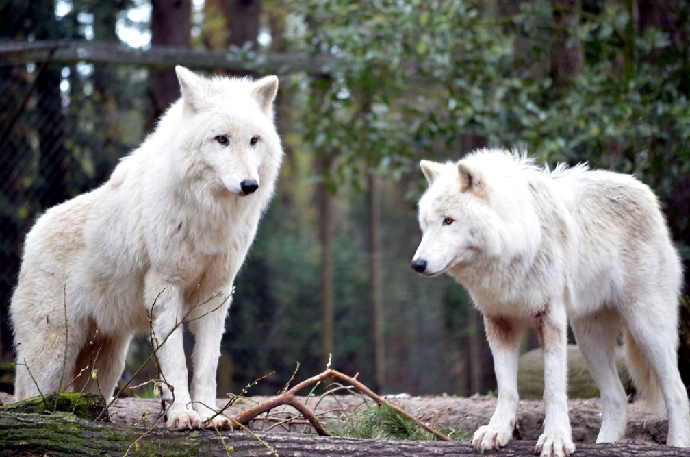 white wolves