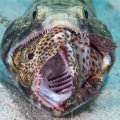 Lizard fish with prey