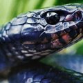 Close_up Indigo Snake f
