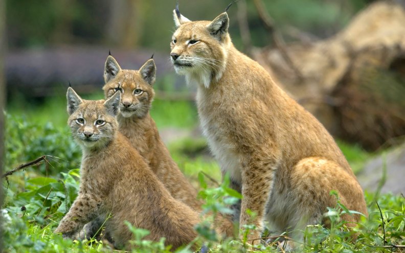 Mother Lynx