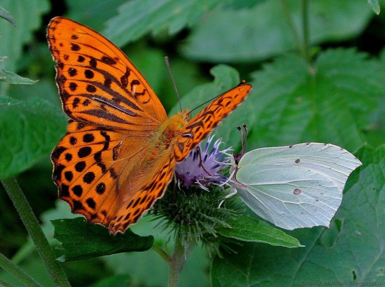 butterfly_on_the_flower.jpg