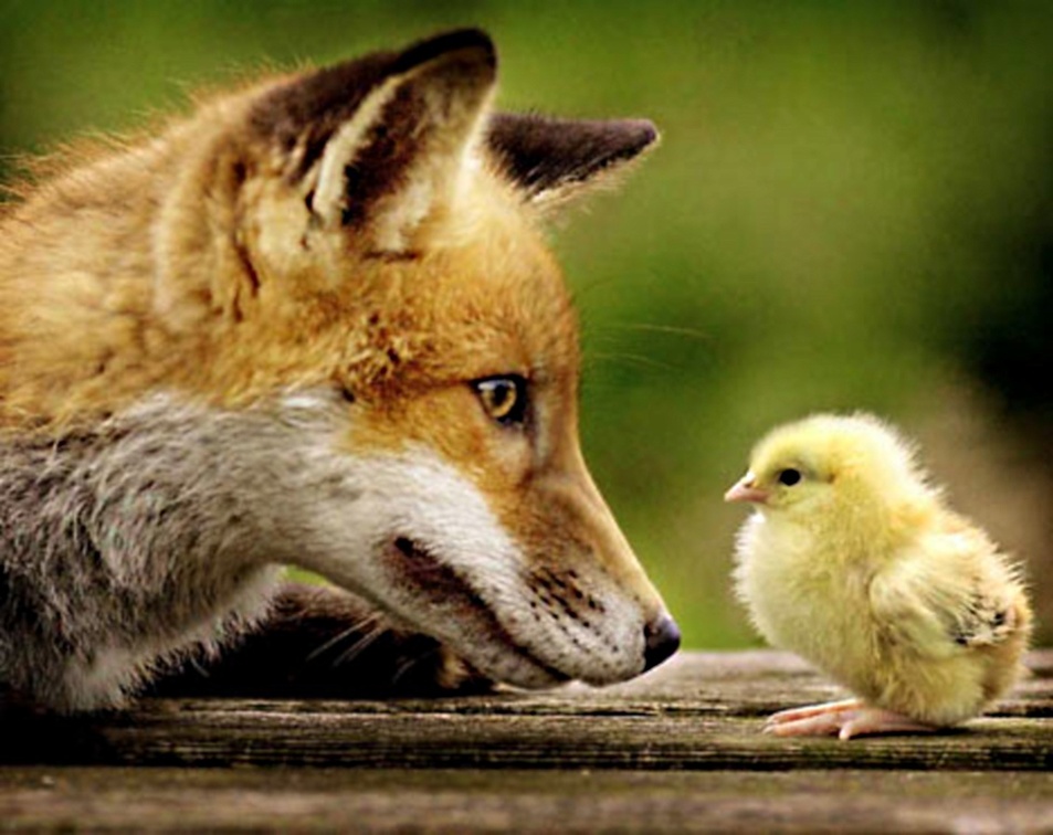 Chick and fox