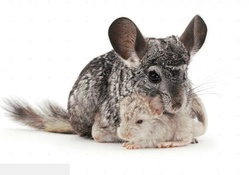 chinchilla with cubs