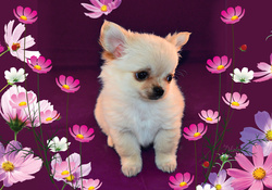 Puppy And Flowers