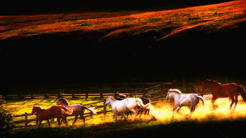 Horses Gallop In Pasture