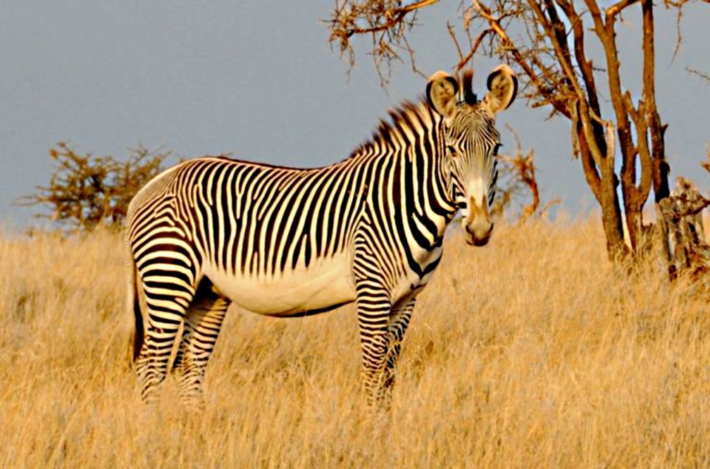 Grevy zebra