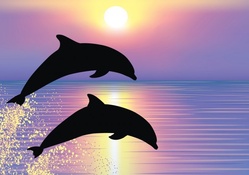 Sunrise Dolphins