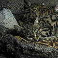 Black footed cat