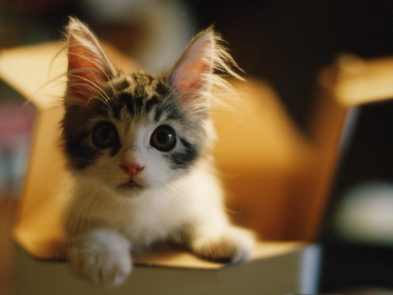 cute_kitty.jpg