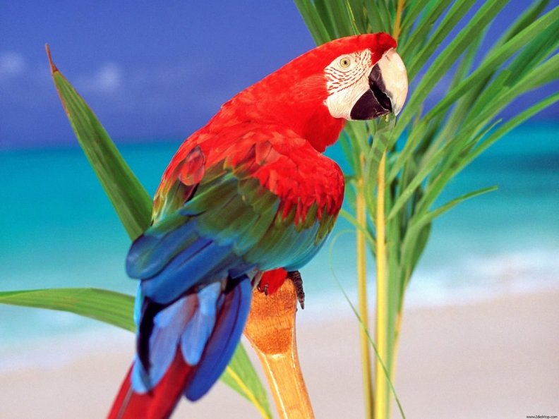 tropical_parrot.jpg