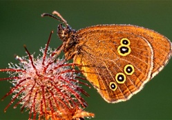 Extinct butterfly