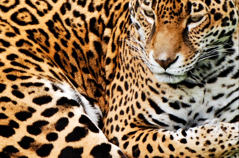 resting_leopard.jpg