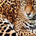 resting leopard