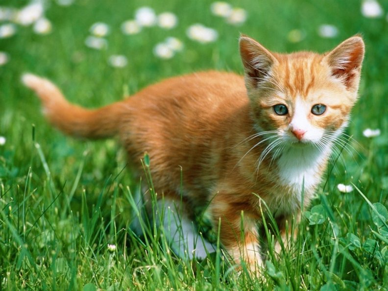 orange_kitten.jpg