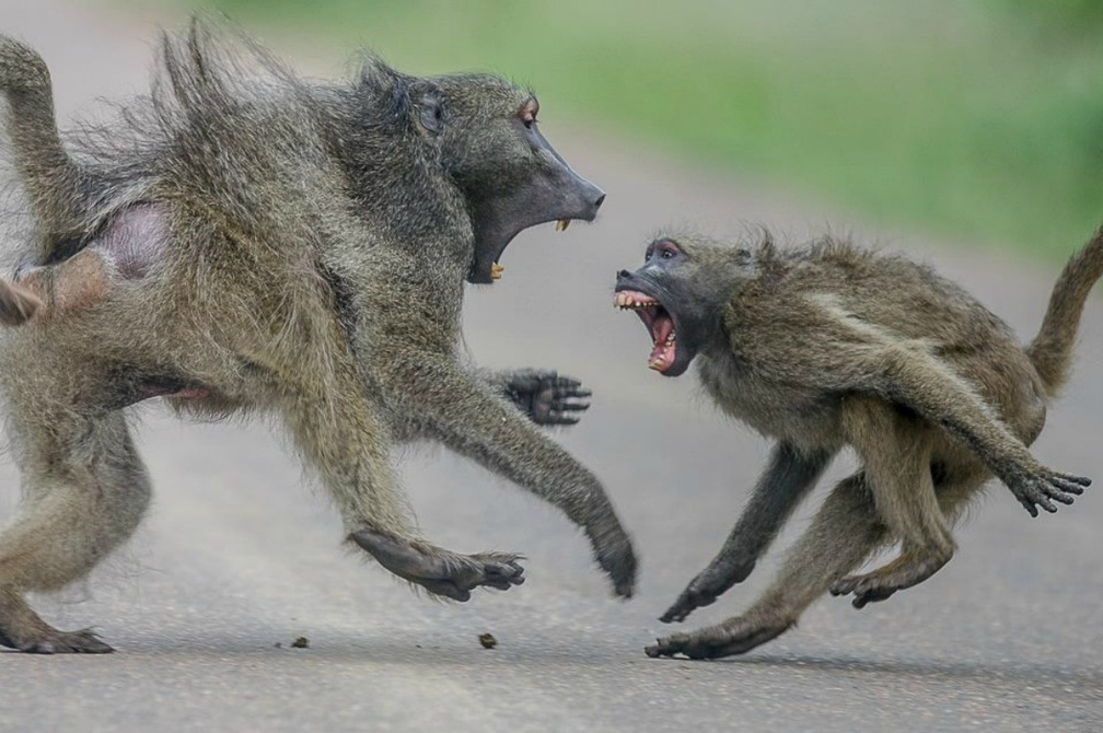 Aggressive baboons