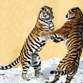 2 Siberian tigers