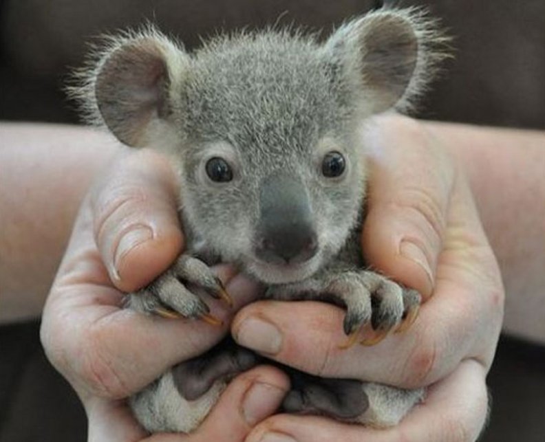baby_koala.jpg