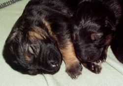 puppies,two weeks old