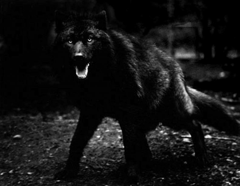 BLACK WOLF OUT OF THE DARK Download HD Wallpapers and Free