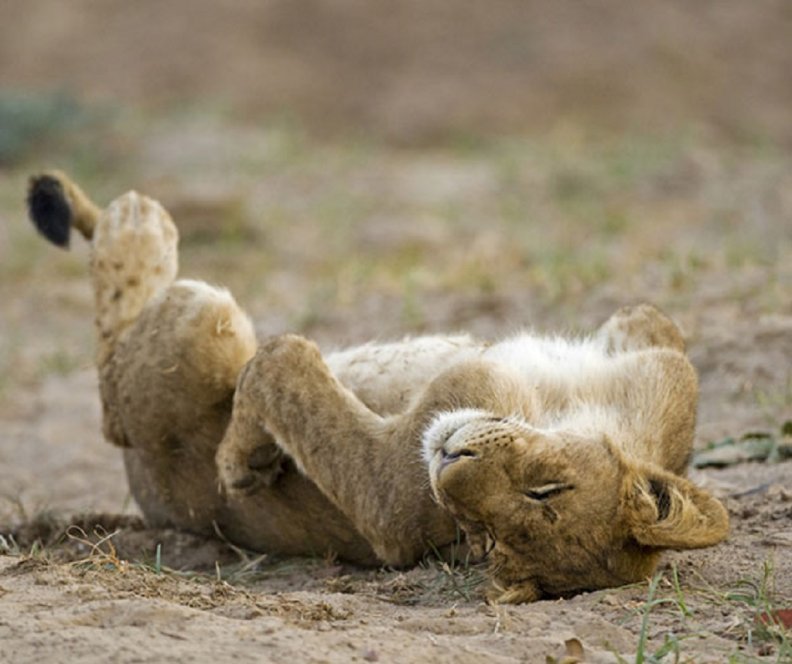 sleeping_lion.jpg