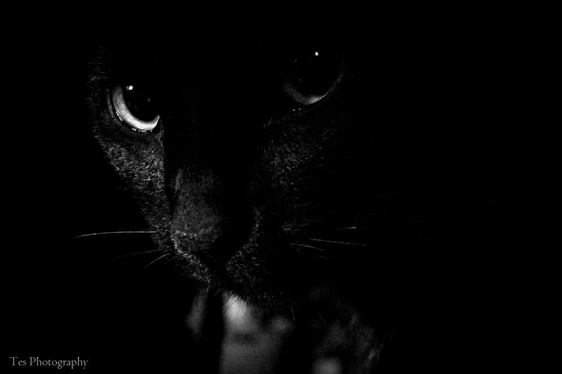 black_cat_stare.jpg