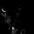 Black Cat Stare