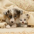 kiten and puppy under blanket