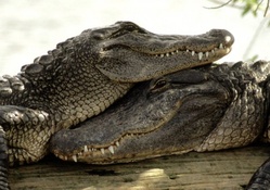 Crocodiles in love