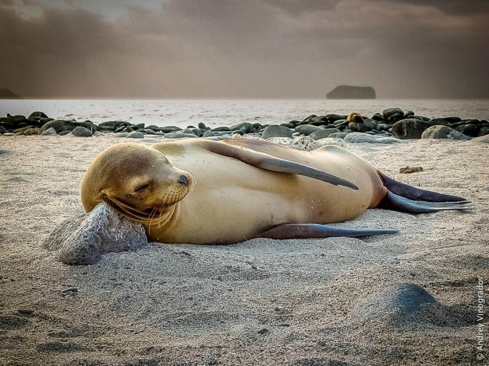 Seal nap