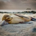 Seal nap