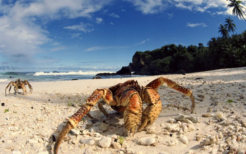 coconut_crabs_on_the_beach.jpg