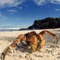 Coconut Crabs on the Beach