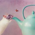 A Ladybug, Mouse & Teapot