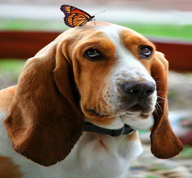 basset_and_butterfly.jpg