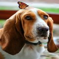 Basset and butterfly