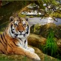 tiger,nature