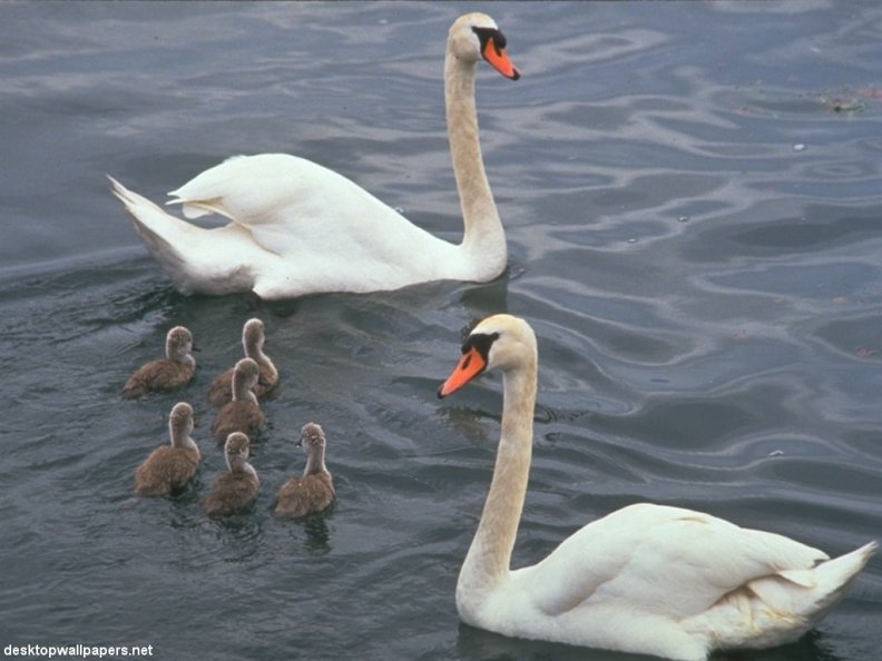 swan_family.jpg