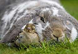 Bird and rabbit
