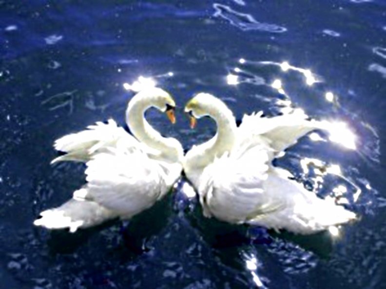 white_swans.jpg