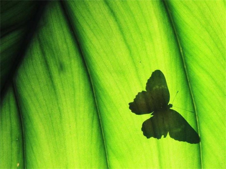 shadow_of_a_butterfly.jpg
